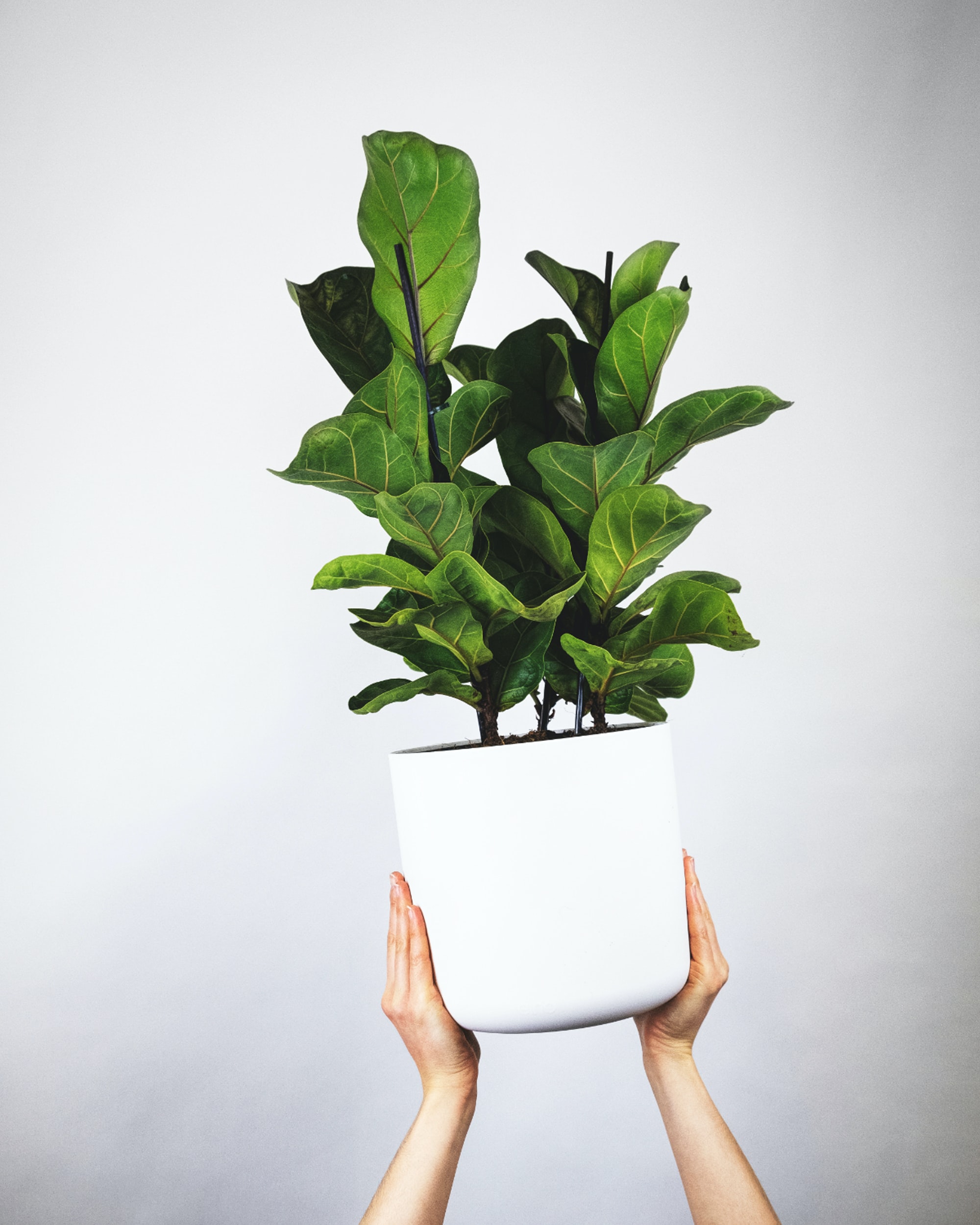 Ficus lyrata 
