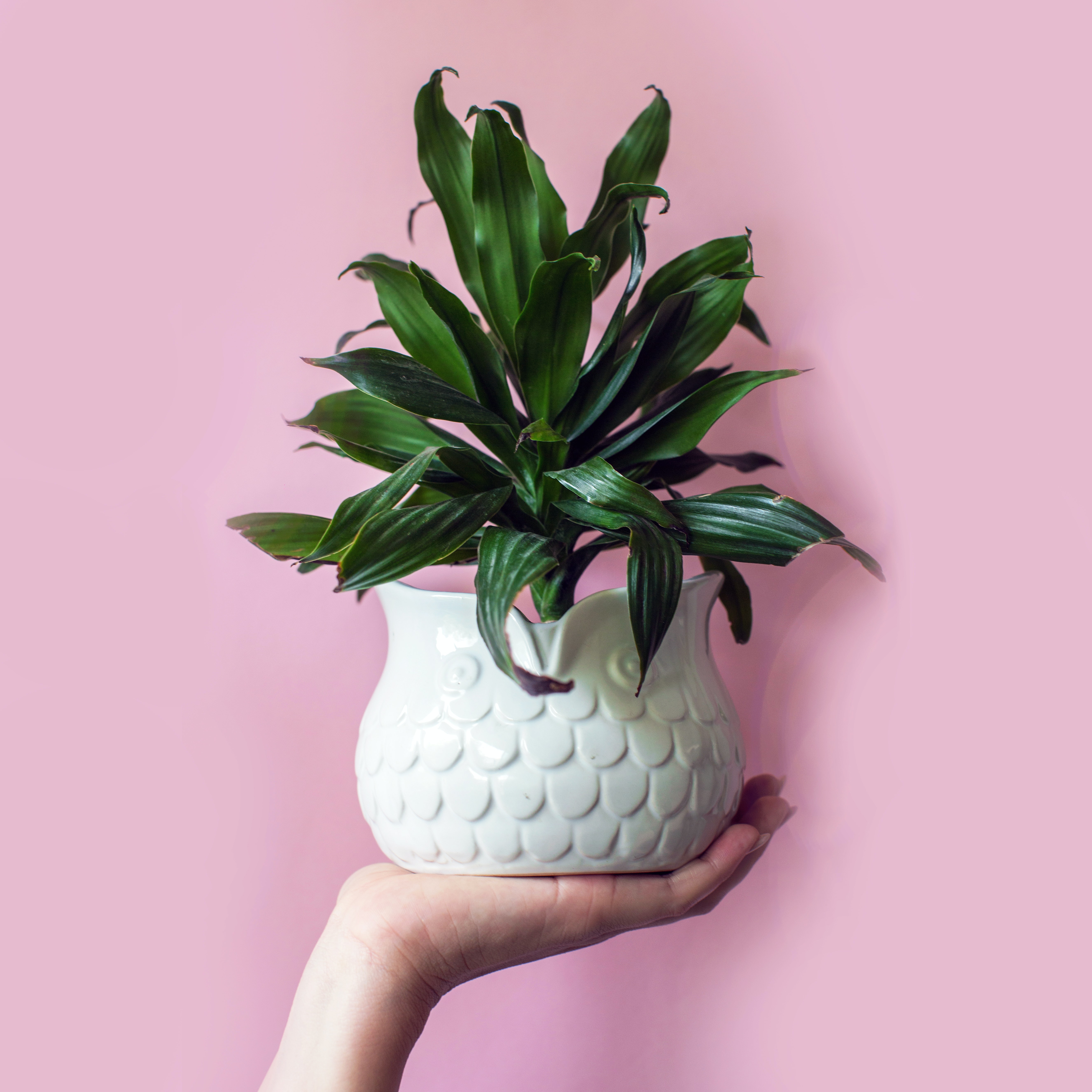 Dracaena fragrans