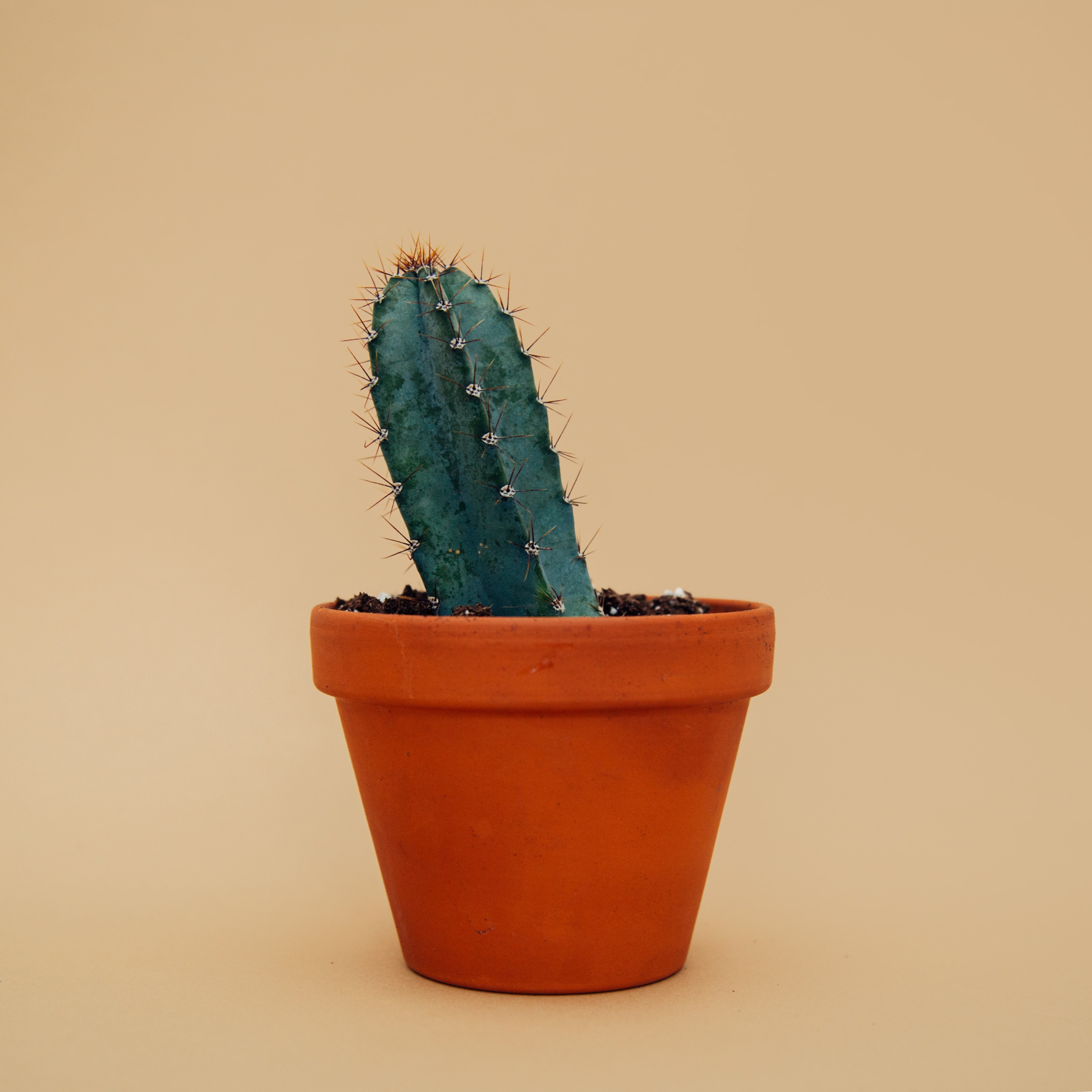 Pilosocereus pachycladus