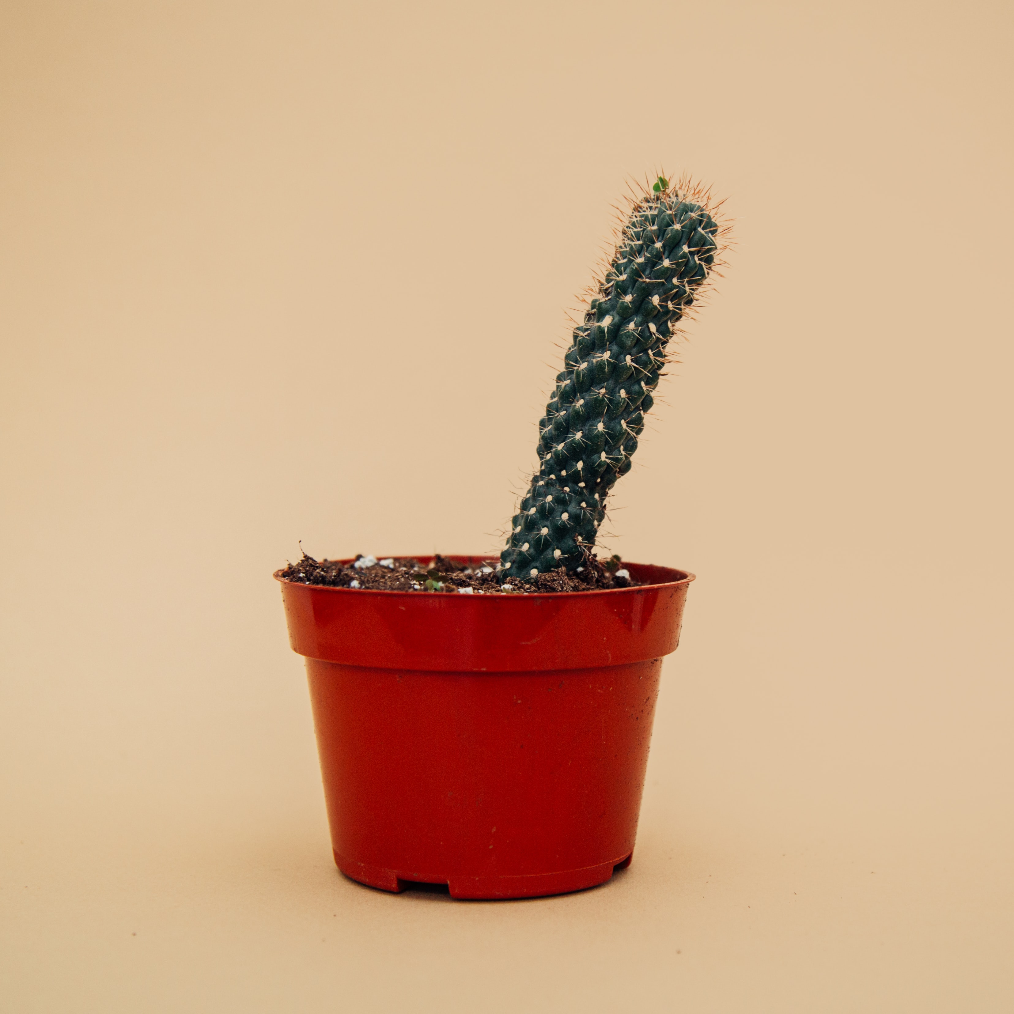 Cylindropuntia fulgida
